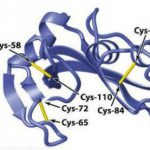 Profile picture of MtoZ Biolabs